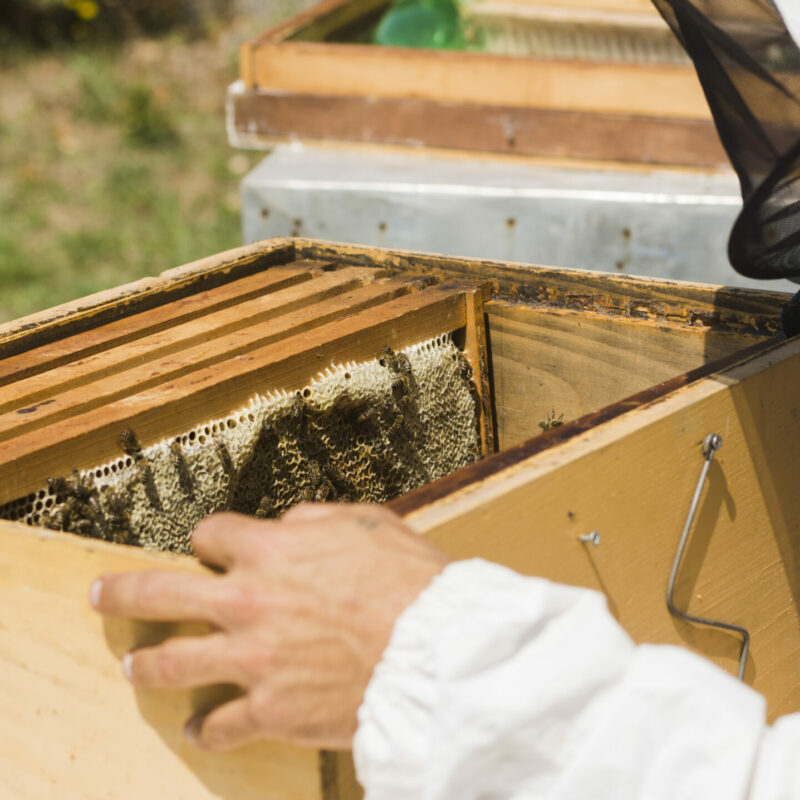 Bienen